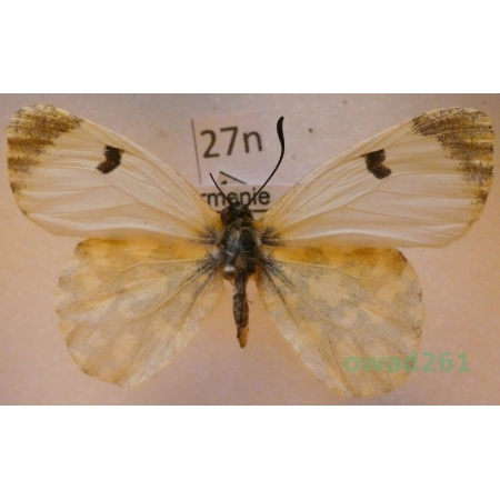 Anthocharis damone Boisduval, 1836 Armenia27n